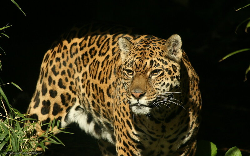 Leopard in Dark Forest — Black, Dramatic, Night