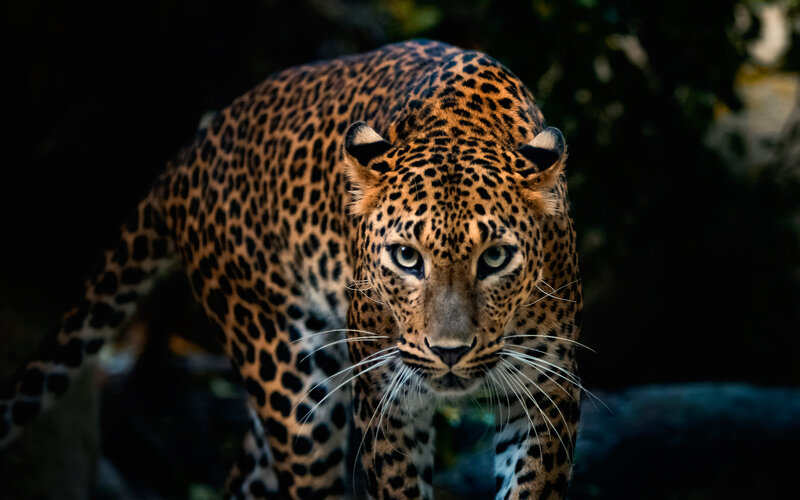 Leopard in Dark Forest — Black, Intense