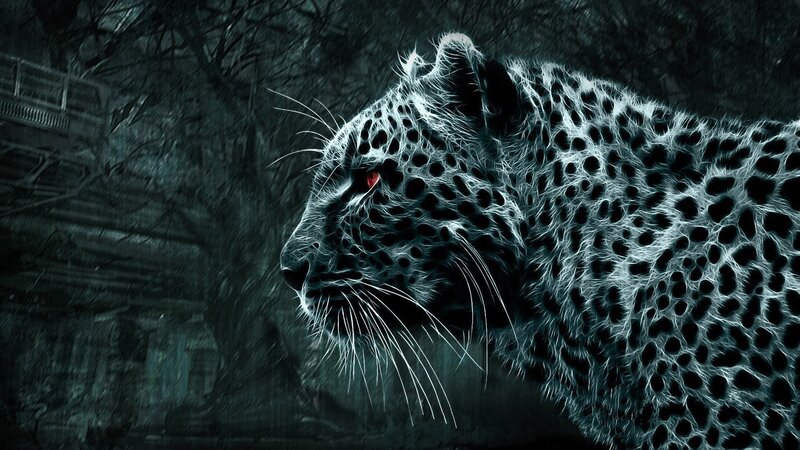 Leopard in Dark Forest — Black, Night
