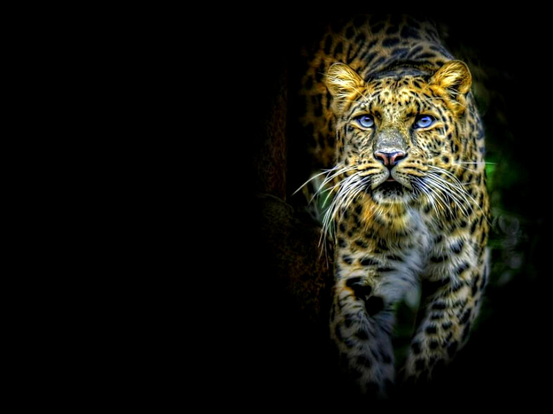 Leopard in Dark Forest — Black