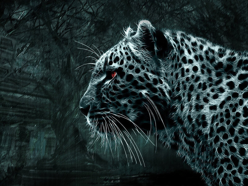 Leopard in Dark Forest