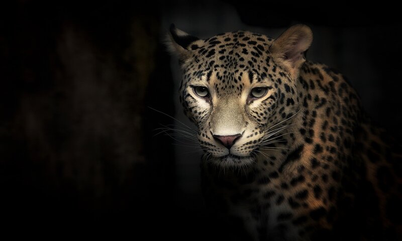 Leopard in Dark Setting — Black, Dramatic, Night, Photograph