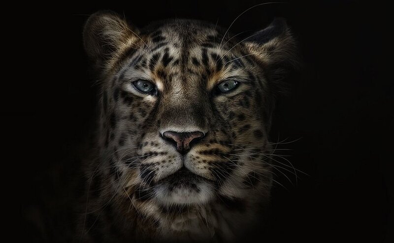 Leopard in Dark Setting — Black, Dramatic, Night