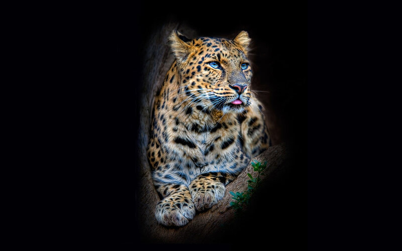 Leopard in Dark Setting — Black, Dramatic