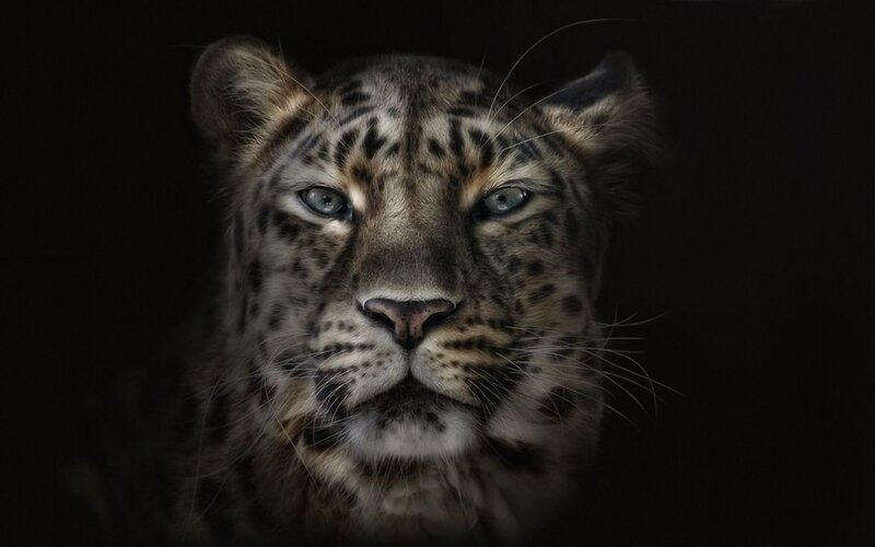 leopard in dark setting