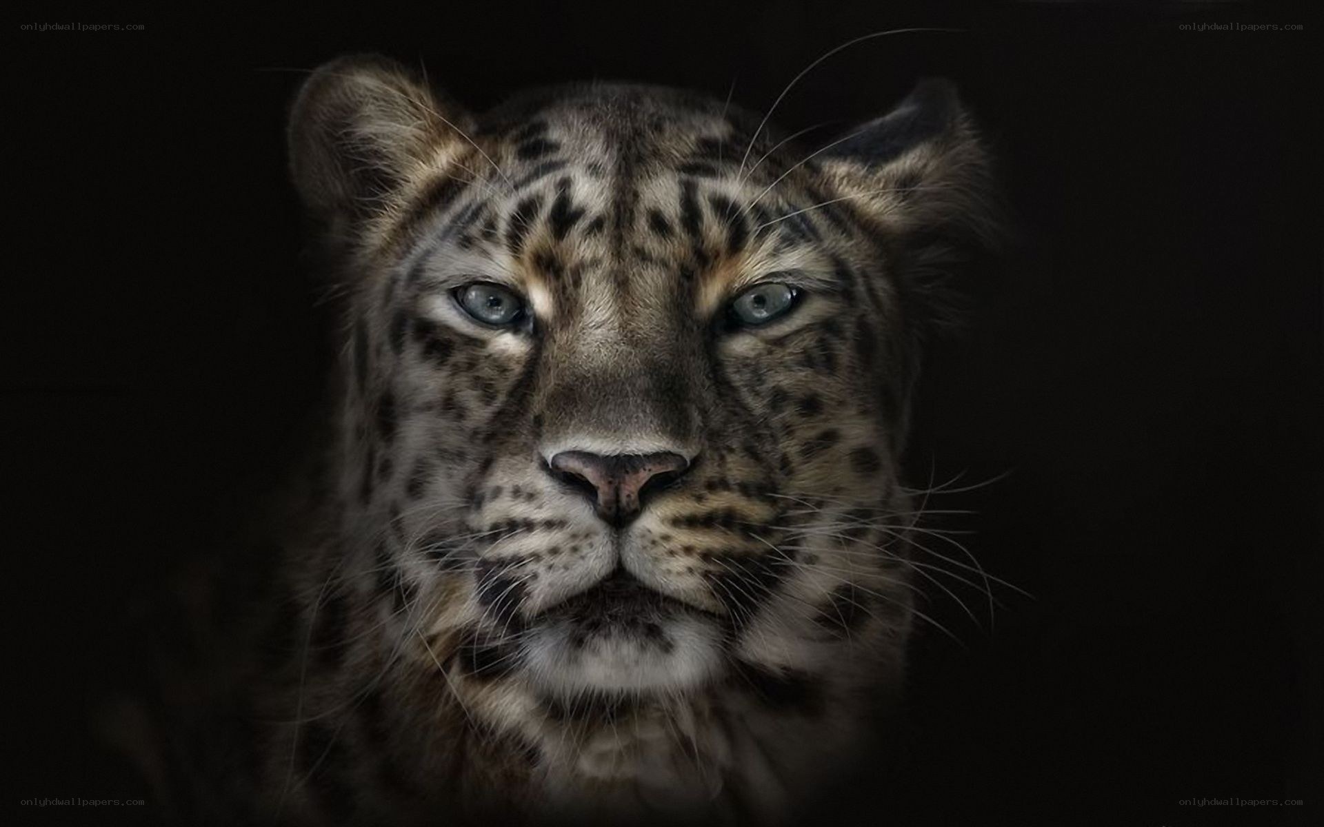 leopard in dark setting