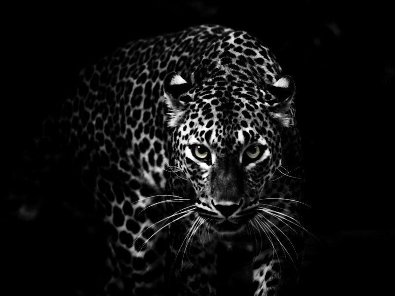 Leopard in Dark