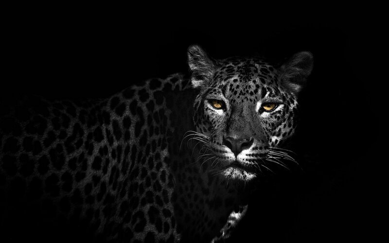 Leopard in Darkness — Black, Dramatic, Night, Photograph, Eyes