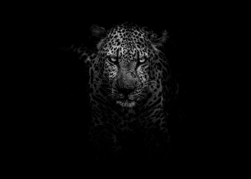 Leopard in Darkness — Black, Dramatic