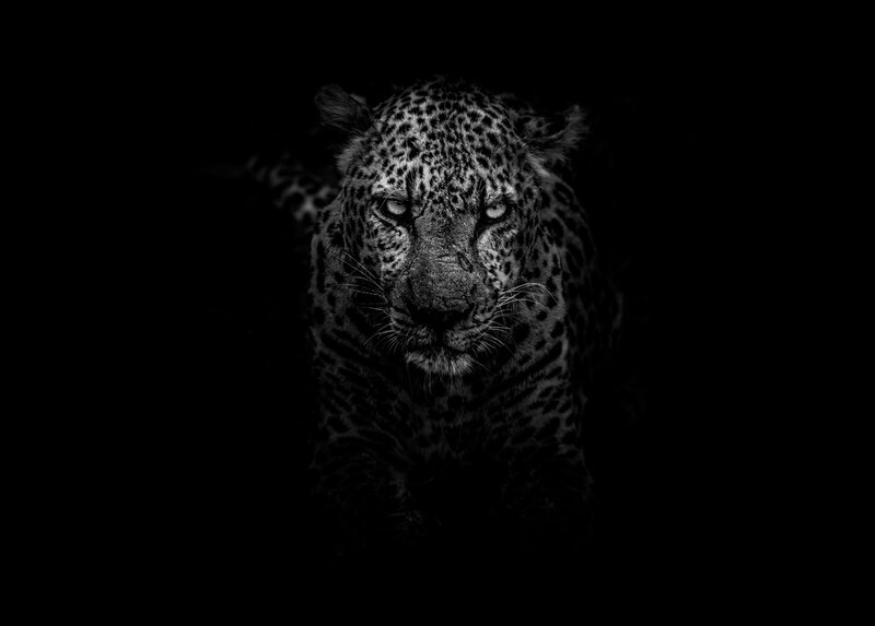 Leopard in Darkness — Black