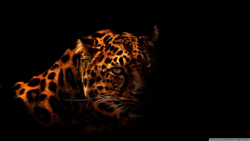 Leopard in Darkness