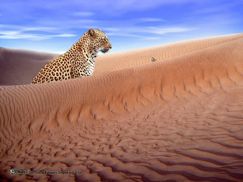 Leopard in Desert