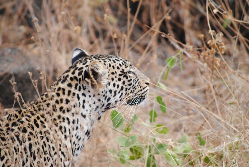Leopard in dry grass