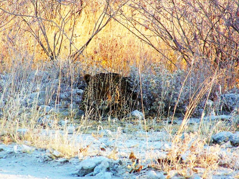Leopard in Dry Grass — Yellow