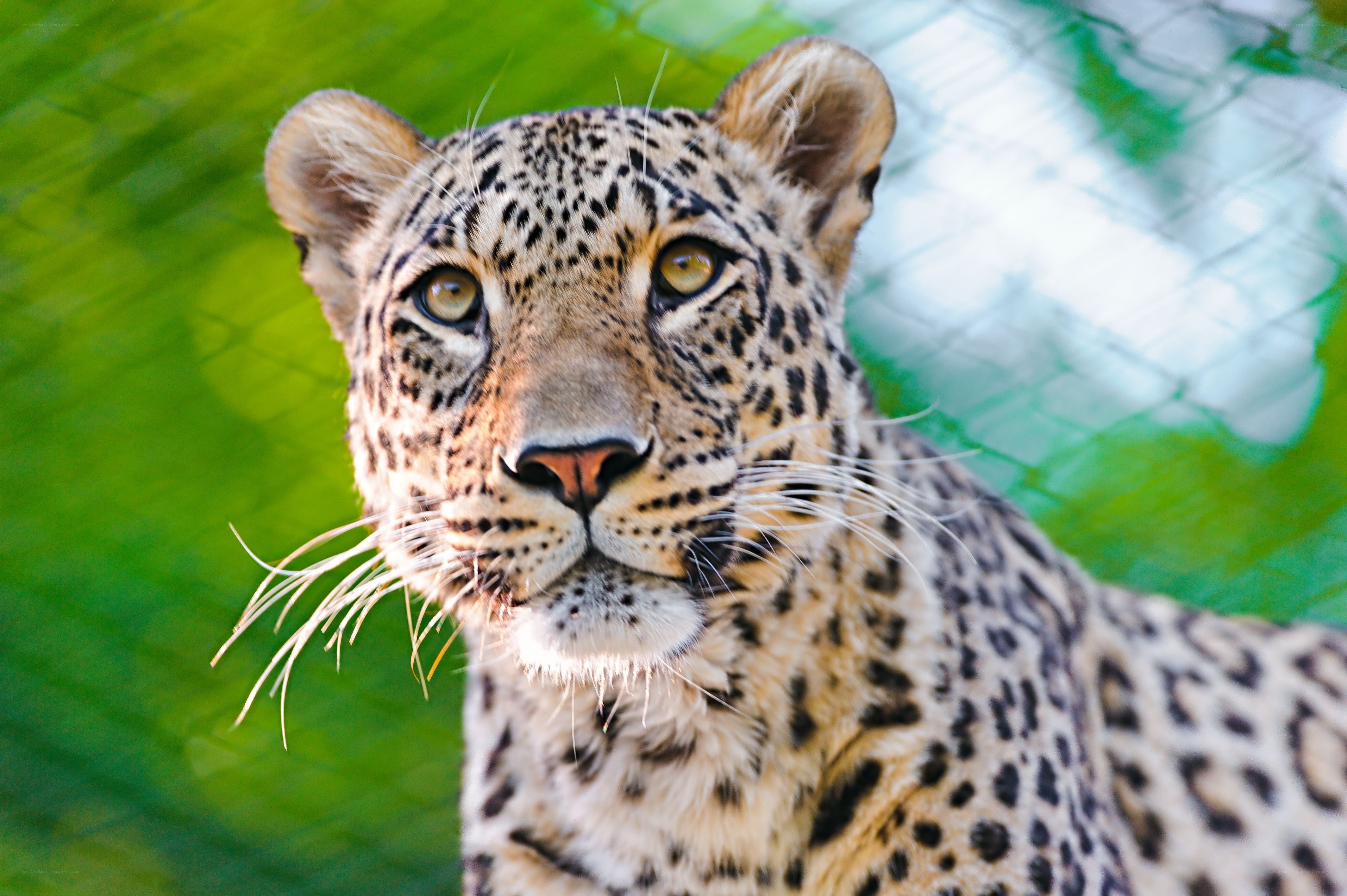 Leopard in enclosure