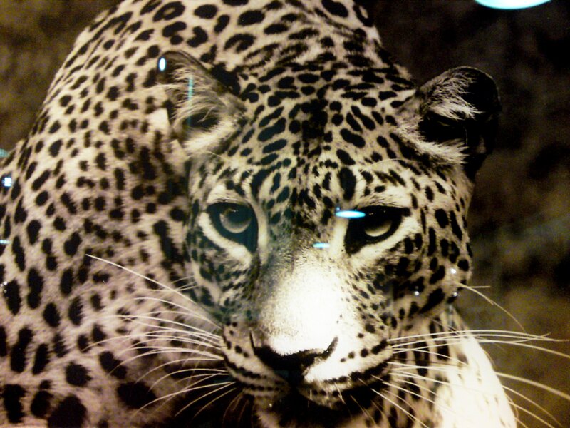 Leopard in Enclosure — Black