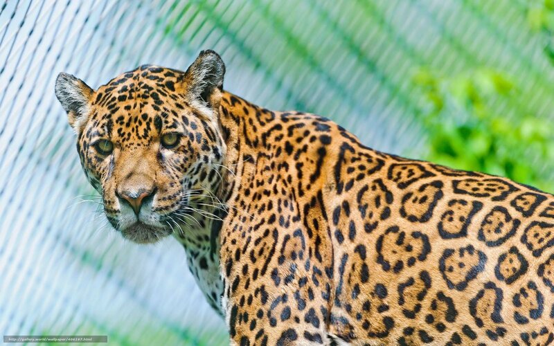 Leopard in Enclosure — Brown, Alert, Afternoon, Photograph