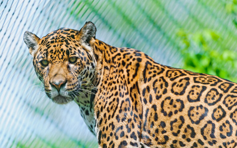 Leopard in Enclosure — Brown, Alert, Afternoon