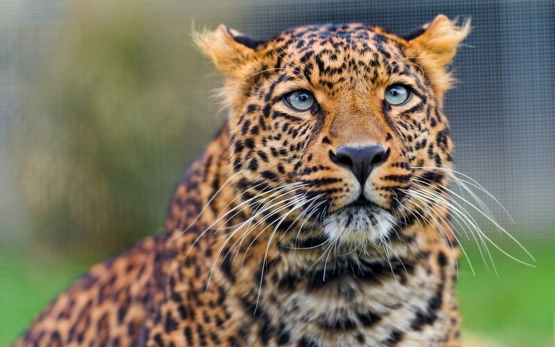 Leopard in Enclosure — Brown, Alert, Photograph