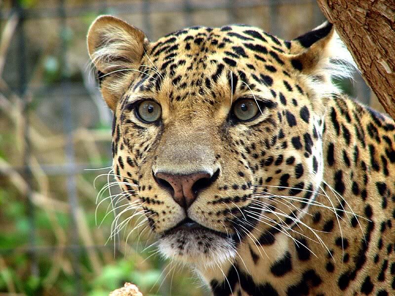 Leopard in Enclosure — Brown, Alert