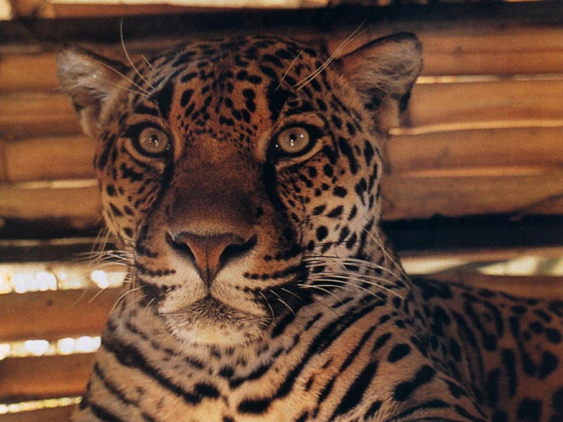 Leopard in Enclosure — Brown, Calm, Photograph