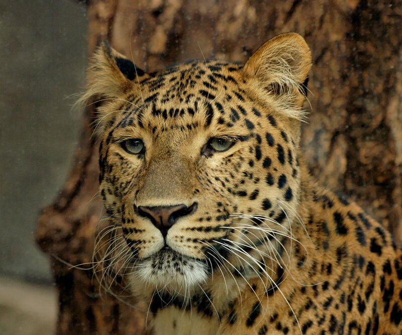 Leopard in Enclosure — Brown, Calm