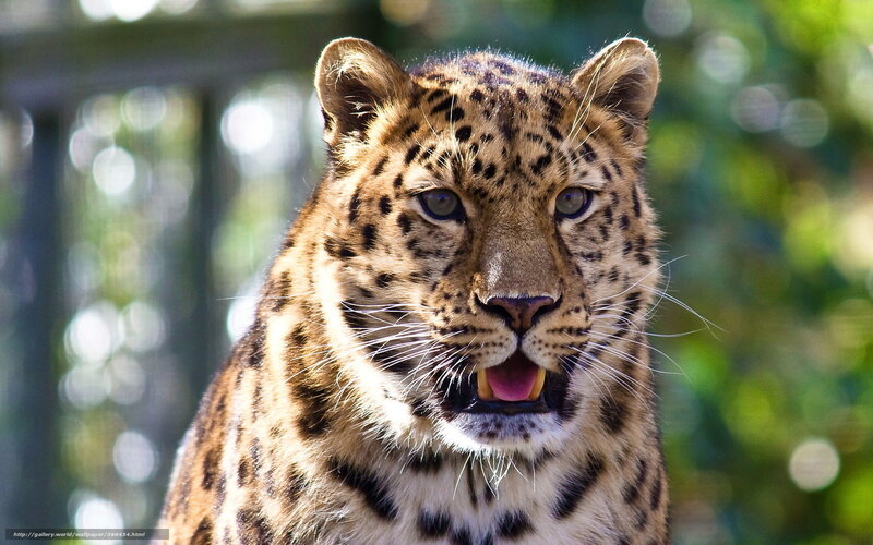 Leopard in Enclosure — Brown, Intense
