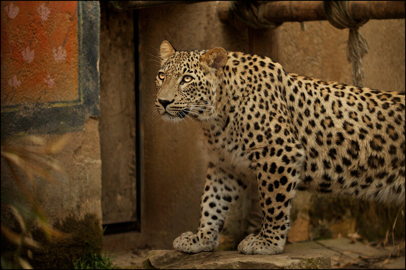 Leopard in Enclosure — Brown