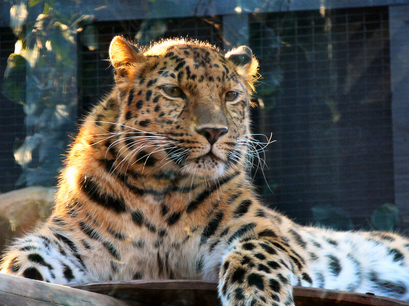 Leopard in enclosure