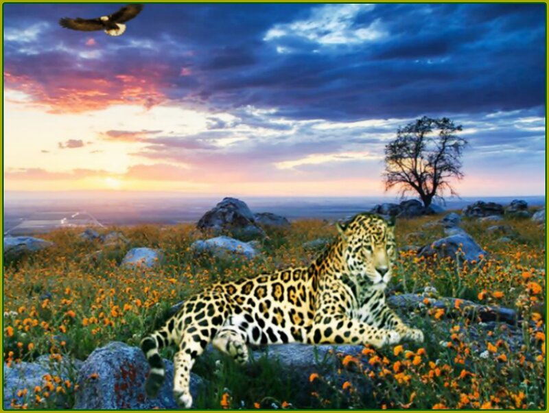 Leopard in Field