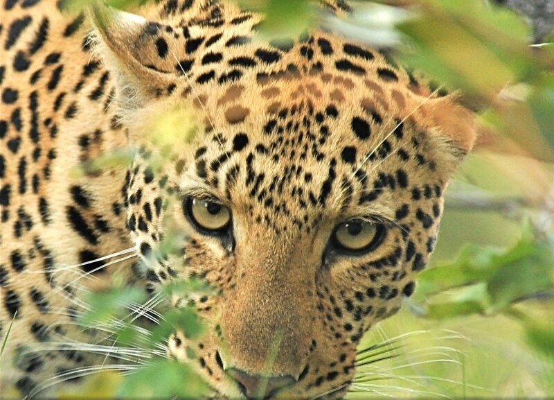 Leopard in Foliage — Brown, Alert, Afternoon