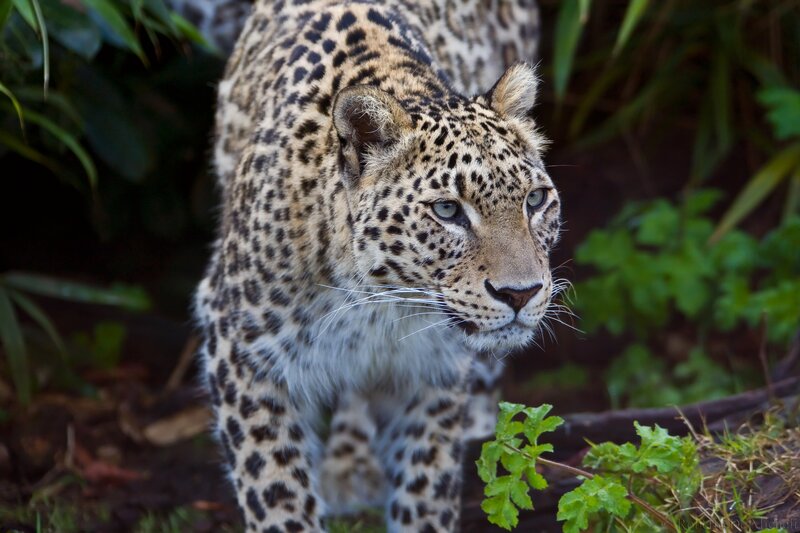 Leopard in Foliage — Brown, Alert, Photograph, Plants