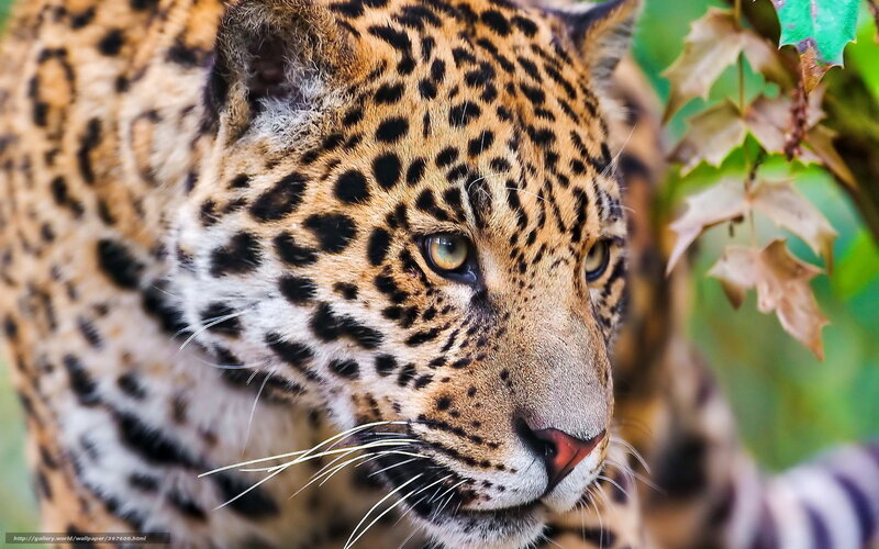 Leopard in Foliage — Brown, Alert, Photograph