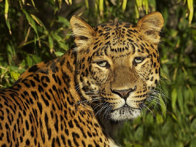 Leopard in Foliage — Brown, Alert