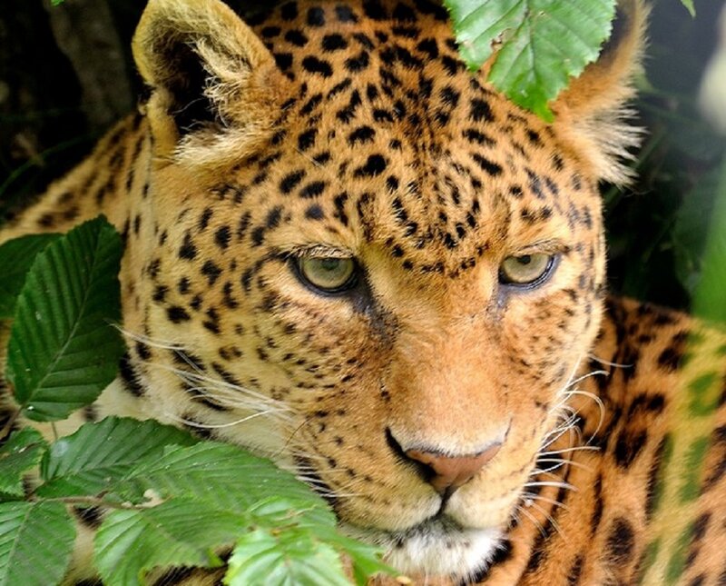 Leopard in Foliage — Brown, Calm