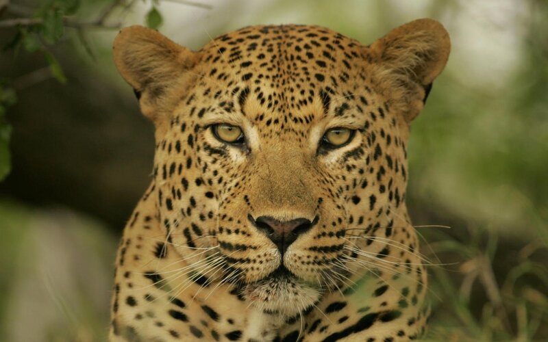 Leopard in Foliage — Brown, Intense, Photograph, Eyes
