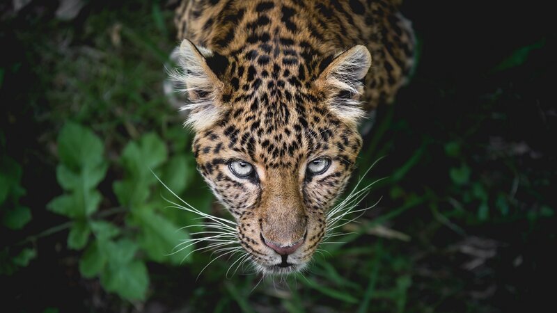 Leopard in Foliage — Brown, Intense, Photograph, Green Leaves, Whiskers