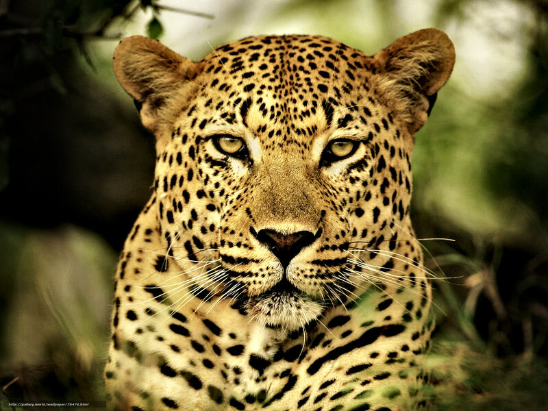 Leopard in Foliage — Brown, Intense, Photograph