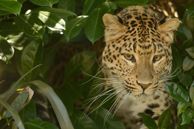 Leopard in Foliage — Green, Alert, Afternoon, Photograph, Green Leaves