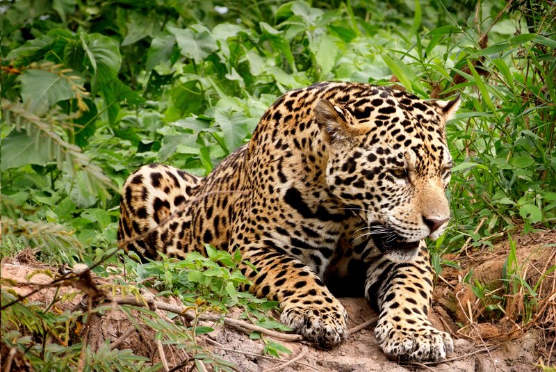 Leopard in Foliage — Green, Alert, Afternoon, Photograph