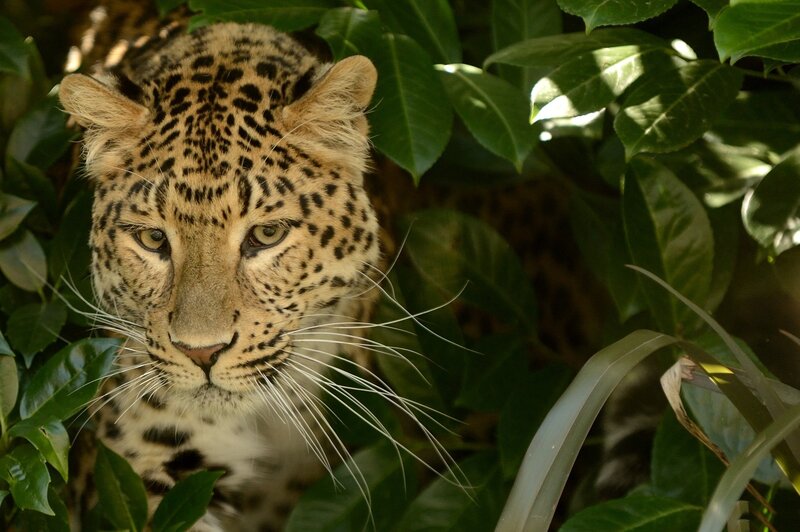 Leopard in Foliage — Green, Alert, Afternoon