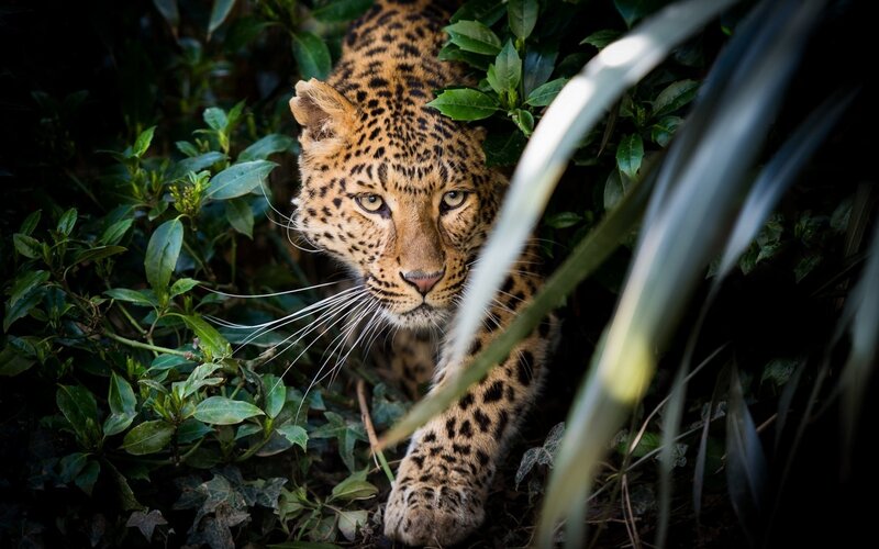 Leopard in Foliage — Green, Alert, Photograph, Plants