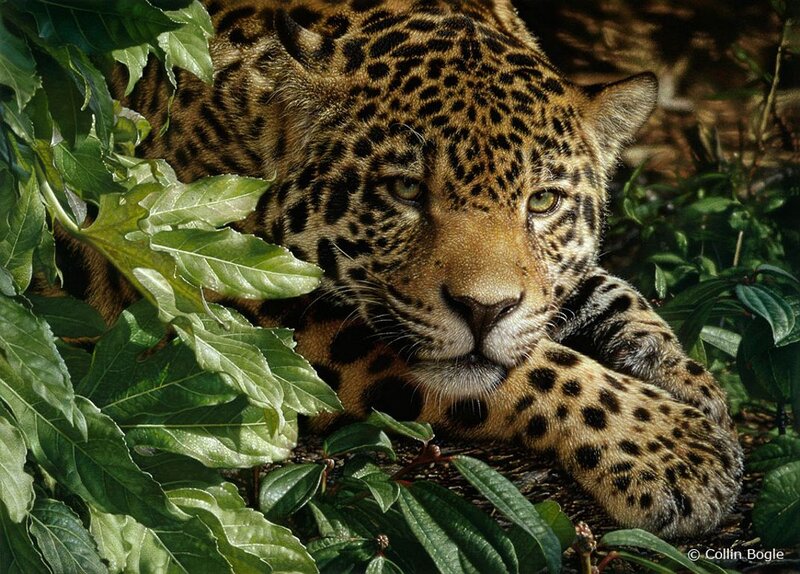 Leopard in Foliage — Green, Alert, Photograph