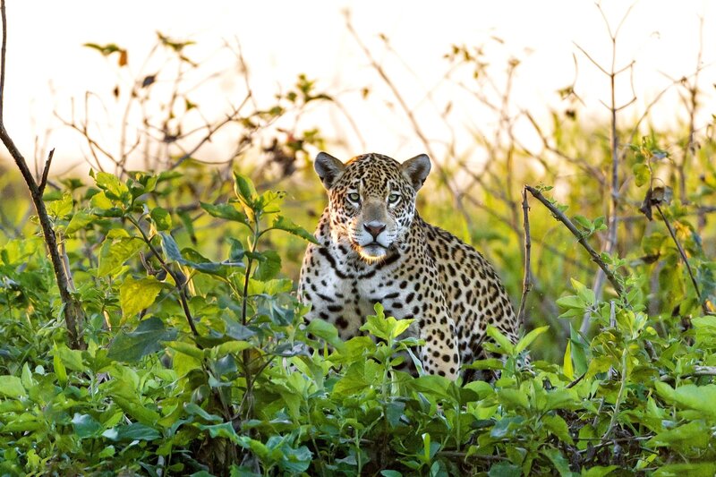 Leopard in Foliage — Green, Alert, Sunset