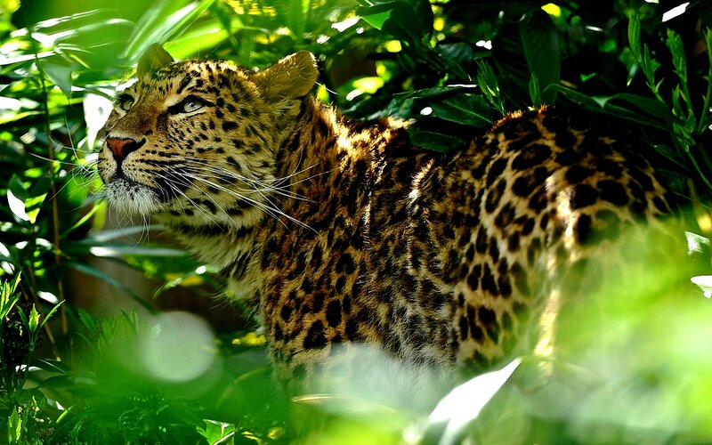 Leopard in Foliage — Green, Alert