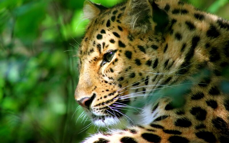 Leopard in Foliage — Green, Calm