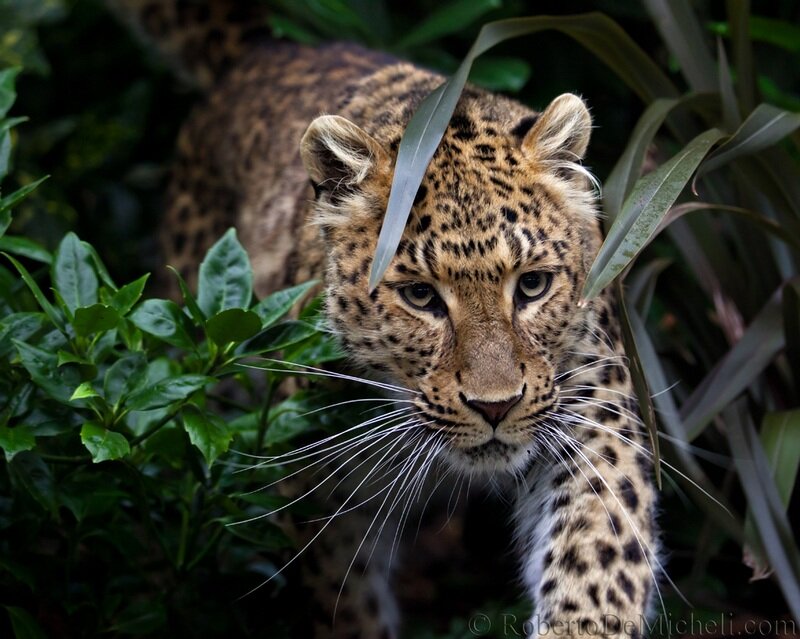 Leopard in Foliage — Green, Intense
