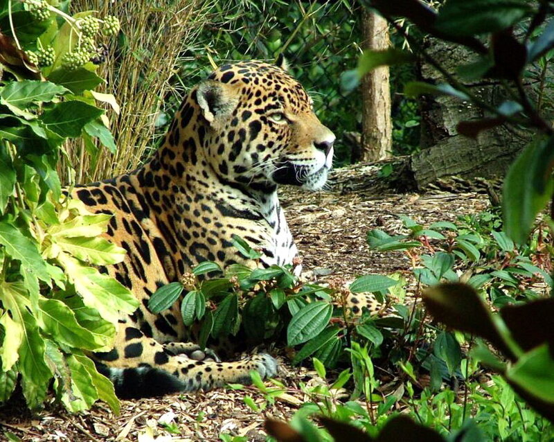 Leopard in Foliage — Green