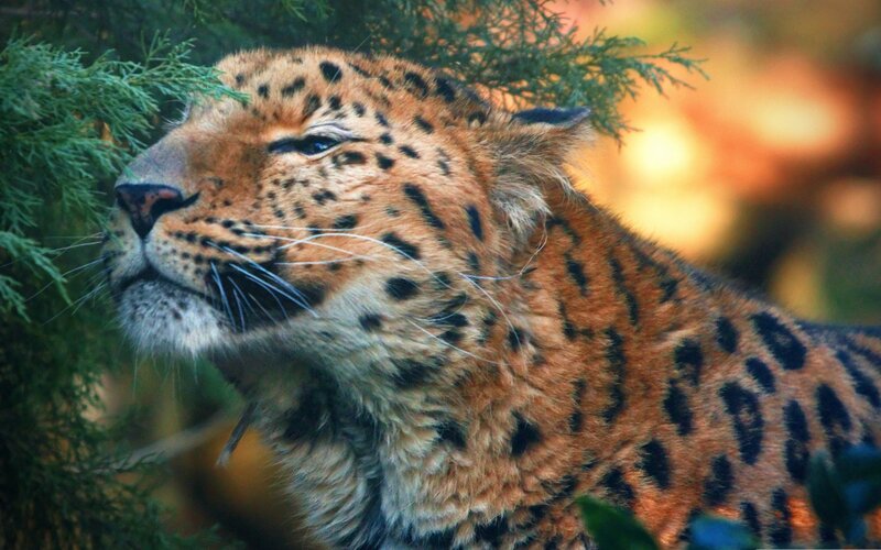 Leopard in Foliage — Orange