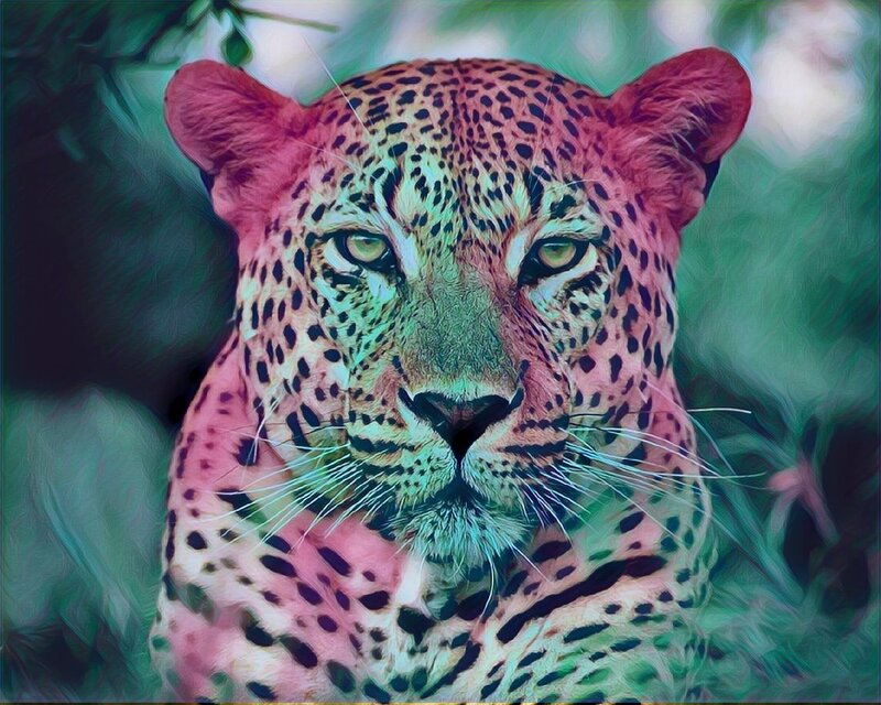 Leopard in Foliage — Pink